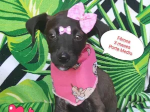 Cachorro raça  idade 2 a 6 meses nome Lary