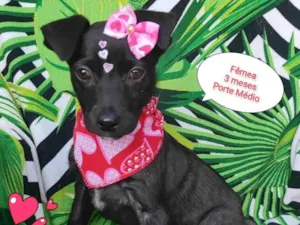 Cachorro raça  idade 2 a 6 meses nome Ayla