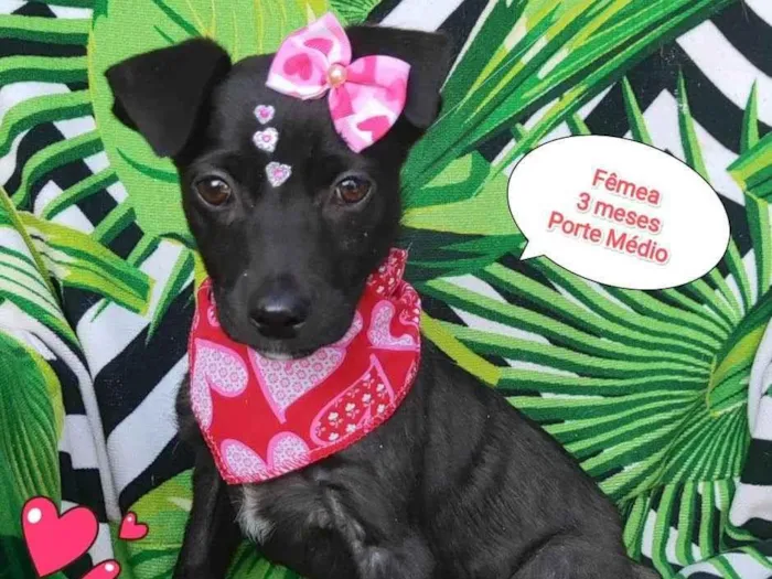 Cachorro raça  idade 2 a 6 meses nome Ayla