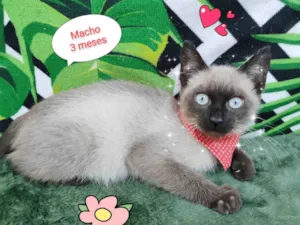 Gato raça  idade 2 a 6 meses nome Thy