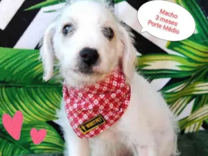 Cachorro raça  idade 2 a 6 meses nome Pinguim