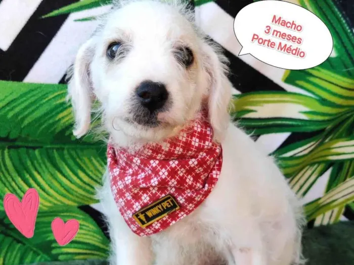 Cachorro raça  idade 2 a 6 meses nome Pinguim