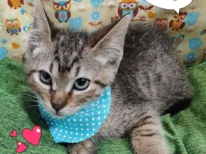 Gato raça  idade 2 a 6 meses nome Yago