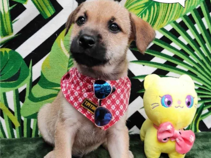 Cachorro raça  idade 2 a 6 meses nome Tom