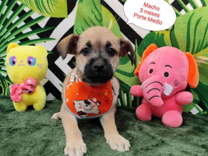 Cachorro raça  idade 2 a 6 meses nome Jerry