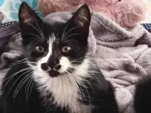 Gato raça Srd idade 2 a 6 meses nome Simonal 