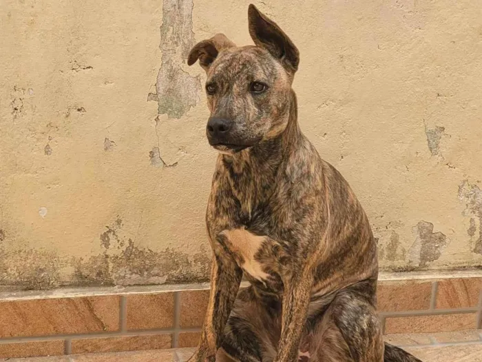 Cachorro ra a Pitbull com Vira lata idade 7 a 11 meses nome Kakau 