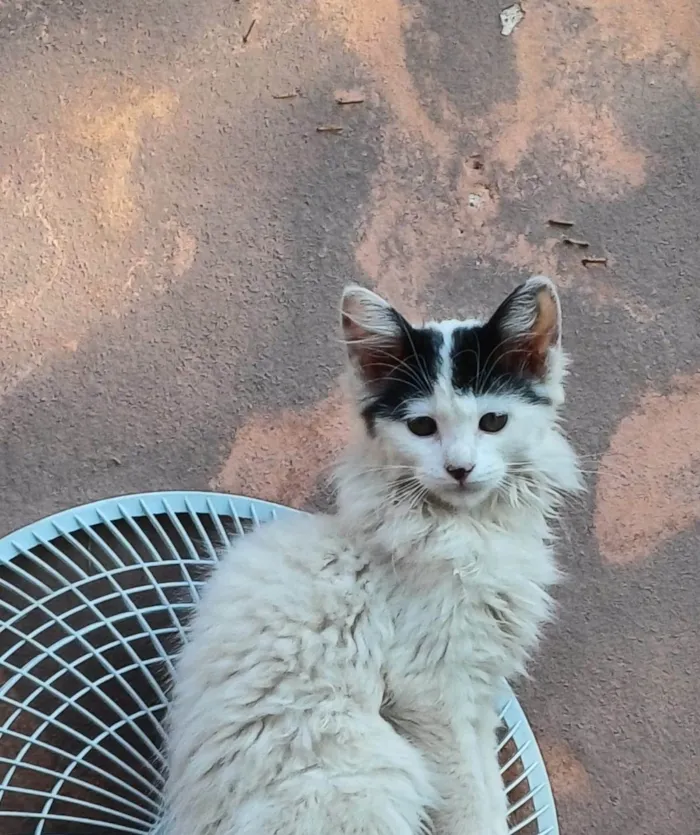 Gato ra a SRD-ViraLata idade 2 a 6 meses nome Bela