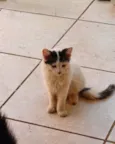Bela