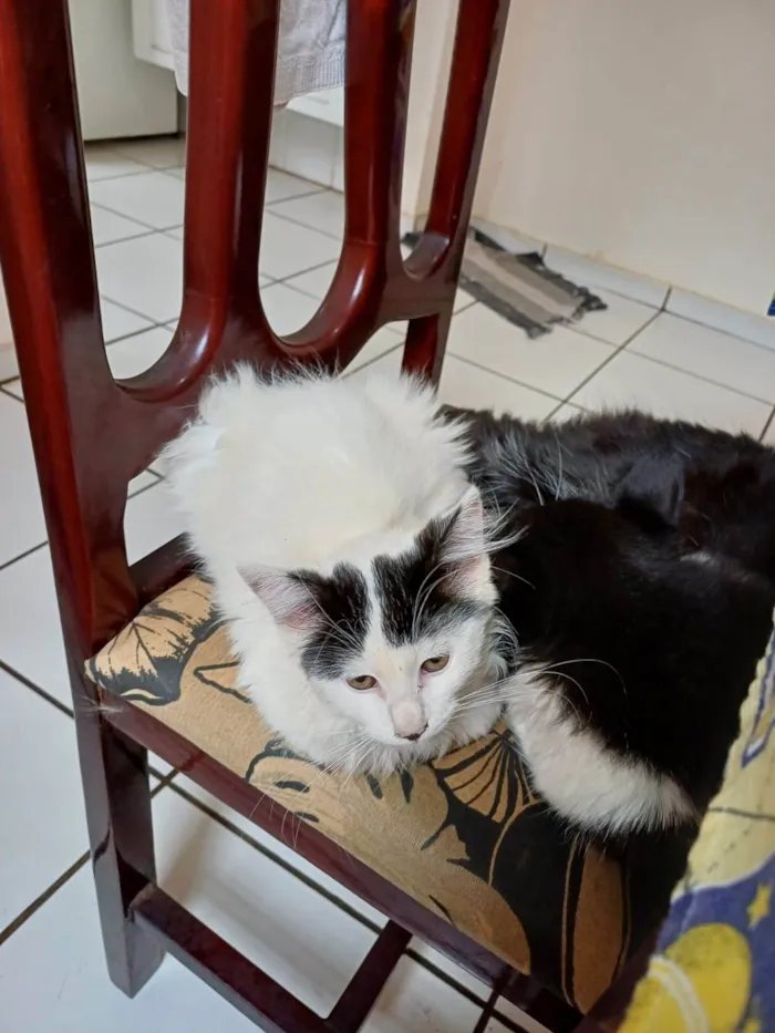 Gato ra a SRD-ViraLata idade 2 a 6 meses nome Bela