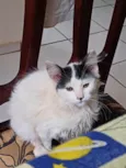 Bela