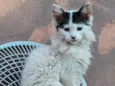Bela