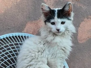 Gato raça SRD-ViraLata idade 2 a 6 meses nome Bela