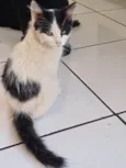 Pelucio