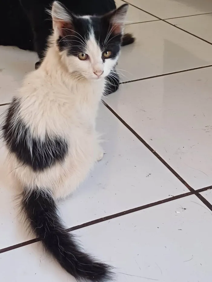 Gato ra a SRD-ViraLata idade 2 a 6 meses nome Pelucio