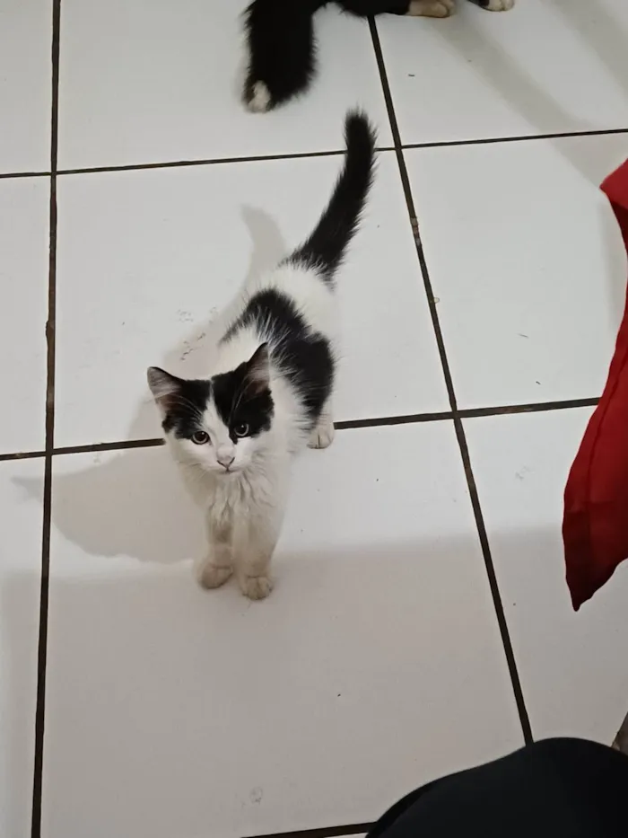 Gato ra a SRD-ViraLata idade 2 a 6 meses nome Pelucio
