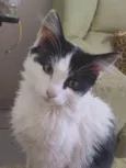 Pelucio