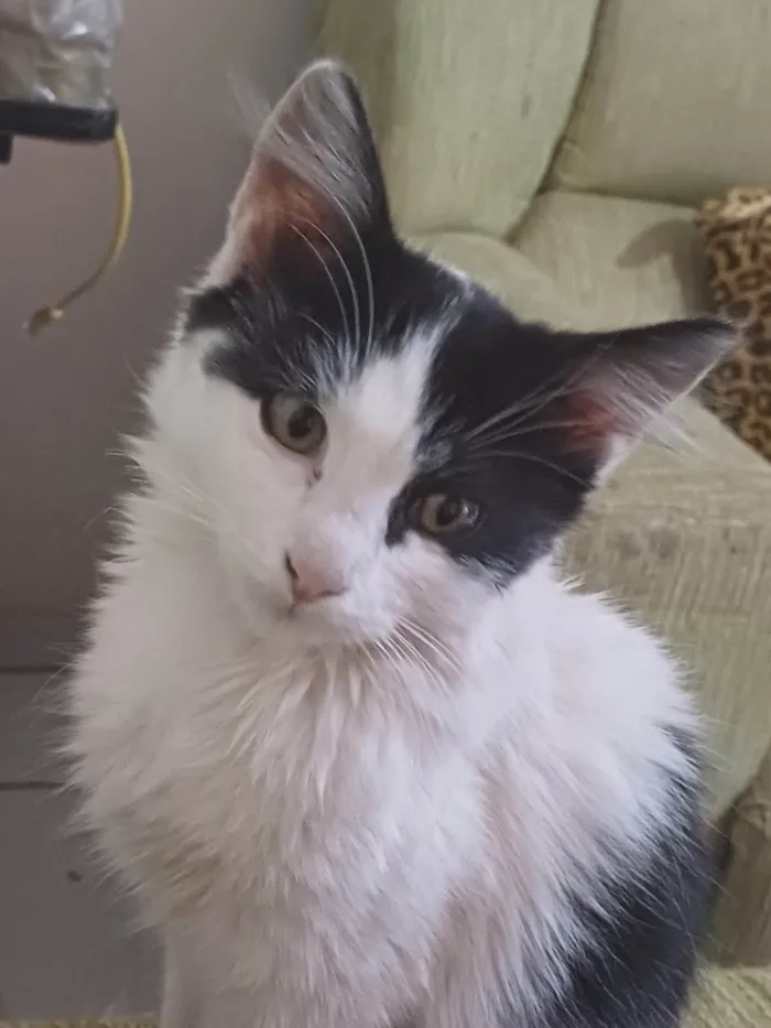 Gato ra a SRD-ViraLata idade 2 a 6 meses nome Pelucio