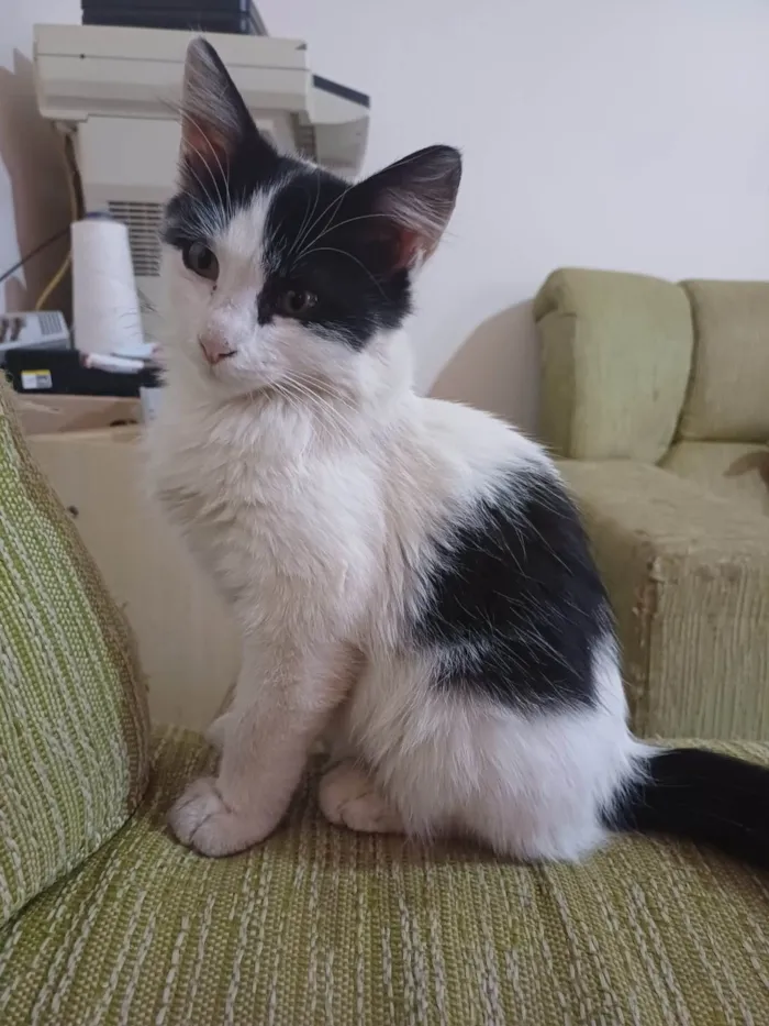 Gato ra a SRD-ViraLata idade 2 a 6 meses nome Pelucio