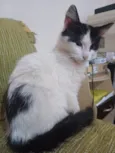 Pelucio