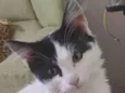 Pelucio