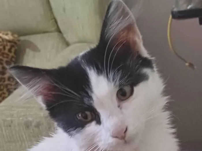 Gato ra a SRD-ViraLata idade 2 a 6 meses nome Pelucio