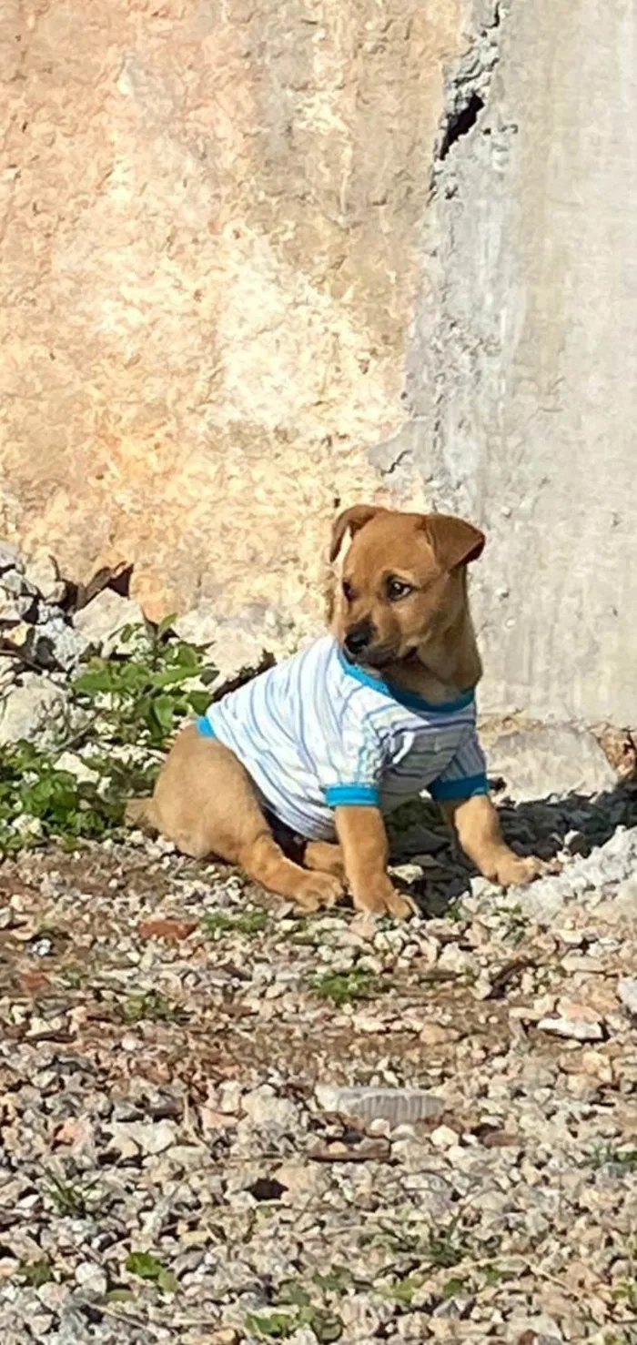 Cachorro ra a Raça nao sei idade 2 a 6 meses nome Bidu