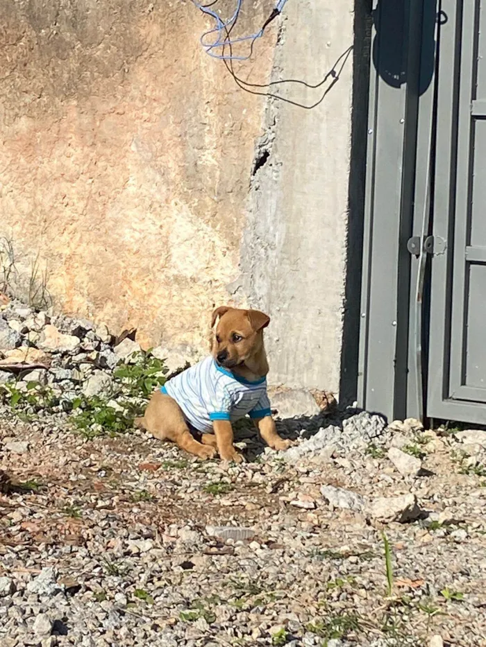 Cachorro ra a Raça nao sei idade 2 a 6 meses nome Bidu