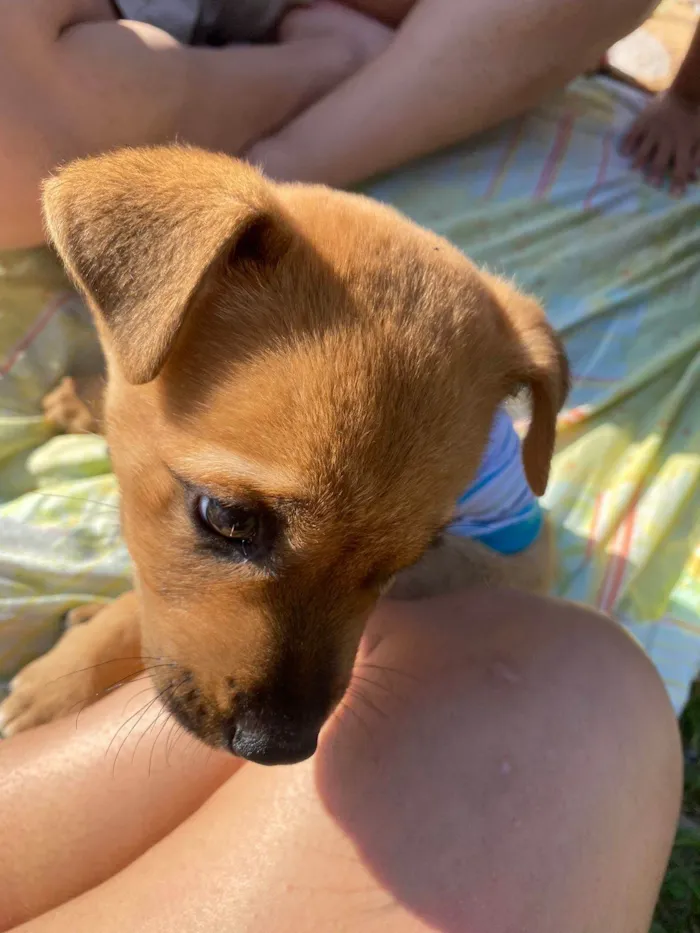 Cachorro ra a Raça nao sei idade 2 a 6 meses nome Bidu