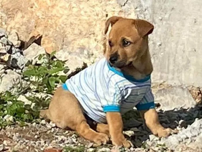 Cachorro ra a Raça nao sei idade 2 a 6 meses nome Bidu