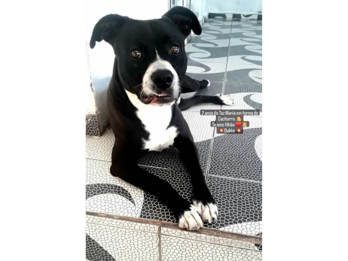 Cachorro ra a Pitbull misturado idade 2 anos nome Duke