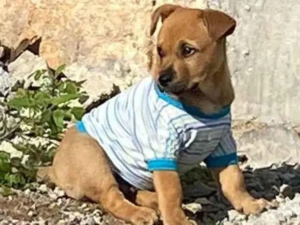 Cachorro ra a Raça nao sei idade 2 a 6 meses nome Bidu