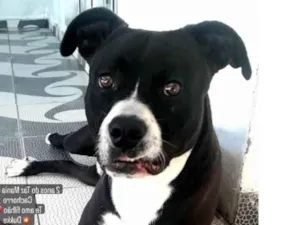 Cachorro raça Pitbull misturado idade 2 anos nome Duke