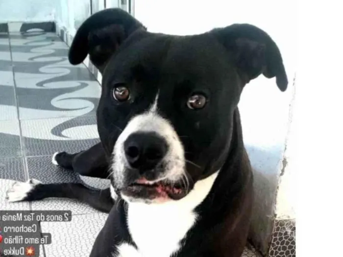 Cachorro ra a Pitbull misturado idade 2 anos nome Duke