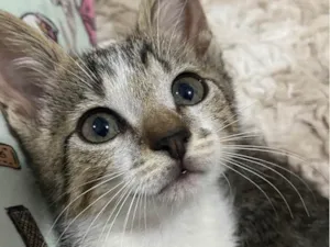 Gato raça nao sei  idade 2 a 6 meses nome Pandora 