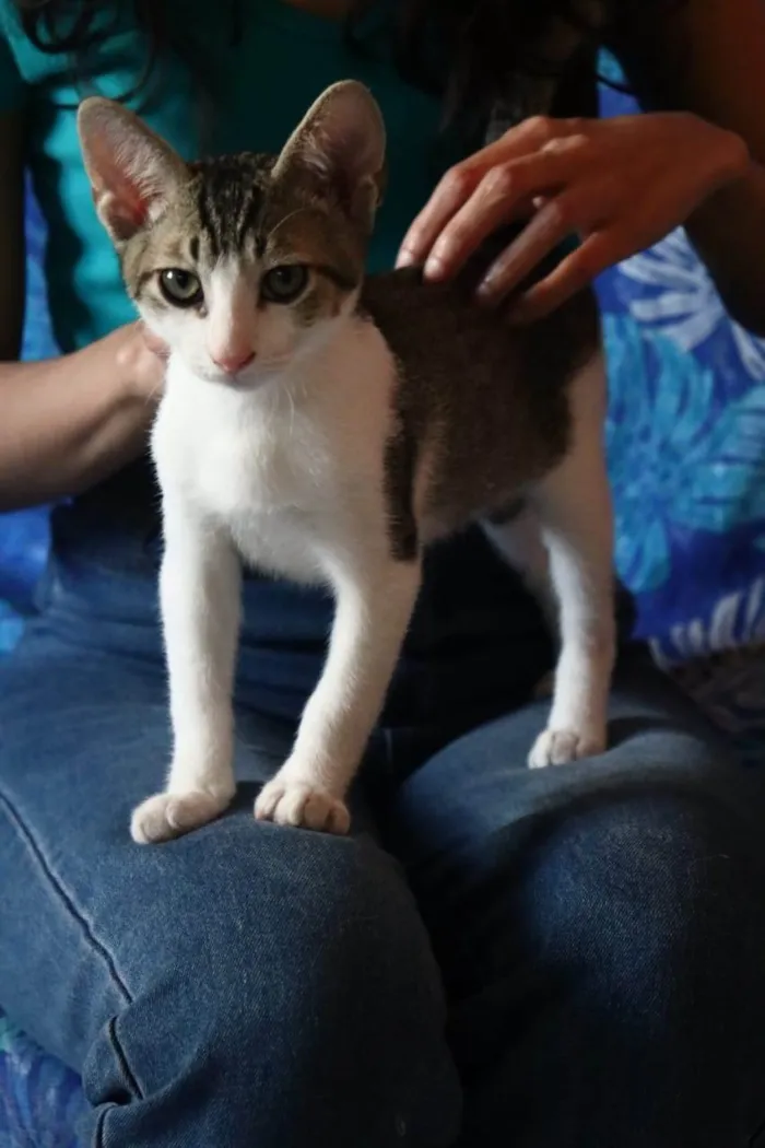 Gato raça SRD-ViraLata idade Abaixo de 2 meses nome Ronron