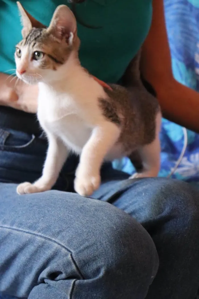 Gato raça SRD-ViraLata idade Abaixo de 2 meses nome Ronron