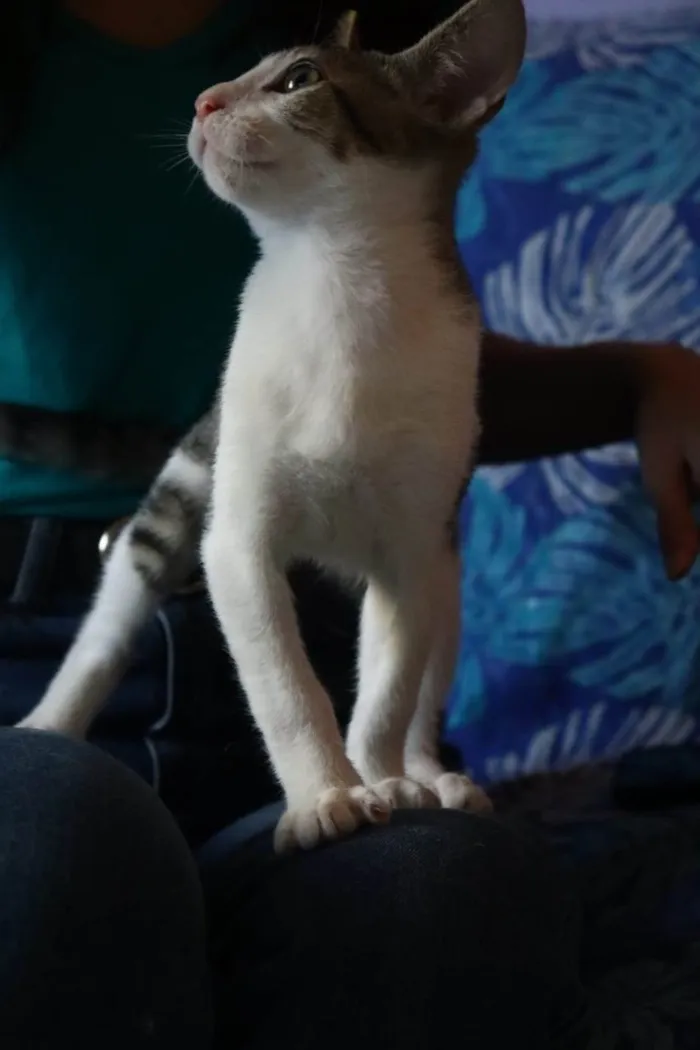 Gato raça SRD-ViraLata idade Abaixo de 2 meses nome Ronron