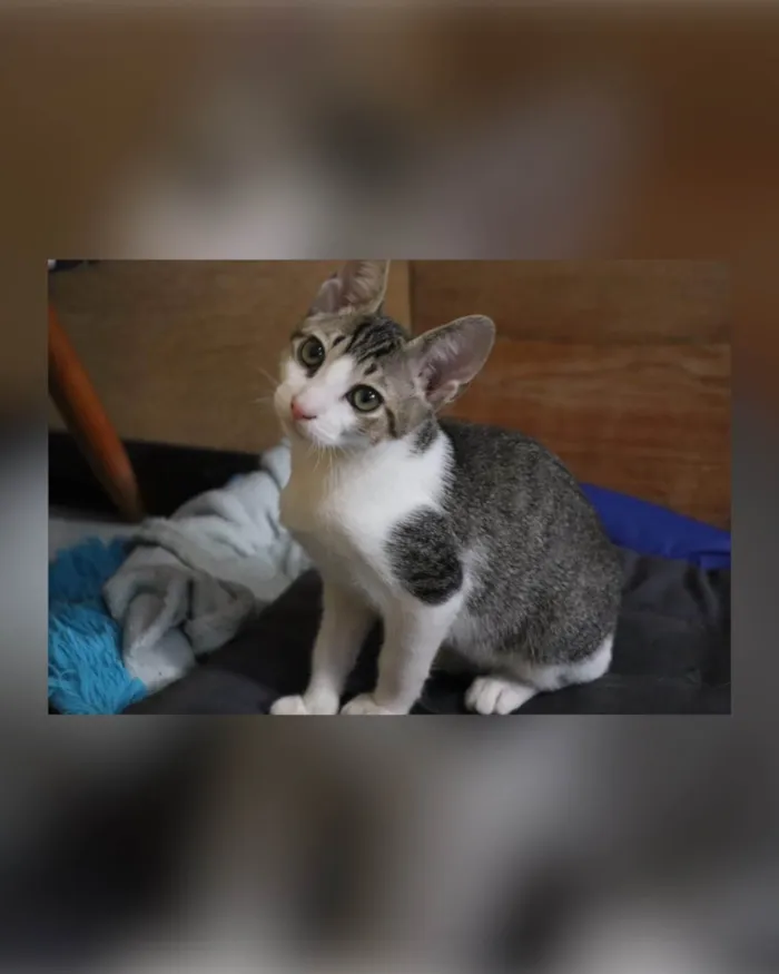 Gato raça SRD-ViraLata idade Abaixo de 2 meses nome Ronron