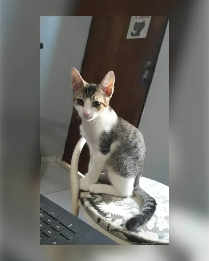 Gato raça SRD-ViraLata idade Abaixo de 2 meses nome Ronron