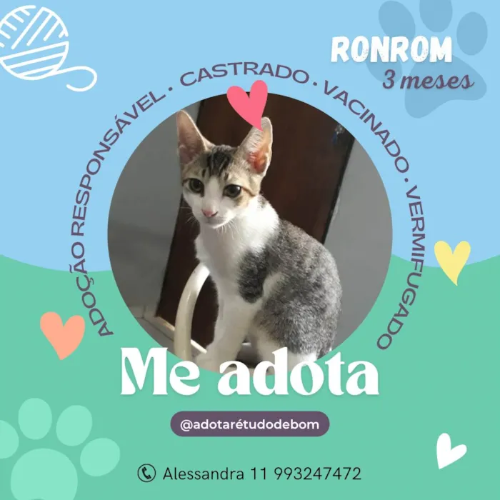 Gato raça SRD-ViraLata idade Abaixo de 2 meses nome Ronron