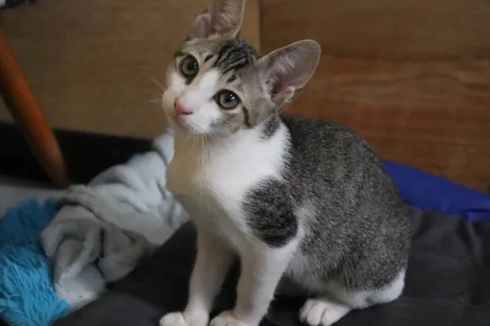 Gato raça SRD-ViraLata idade Abaixo de 2 meses nome Ronron