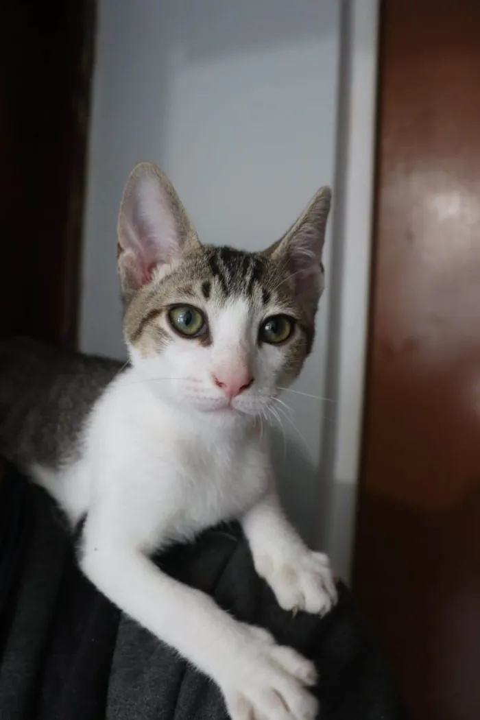 Gato raça SRD-ViraLata idade Abaixo de 2 meses nome Ronron