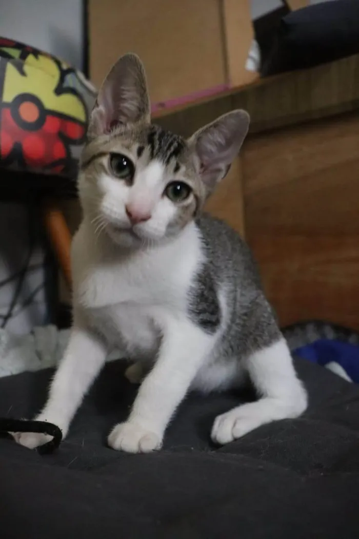 Gato raça SRD-ViraLata idade Abaixo de 2 meses nome Ronron