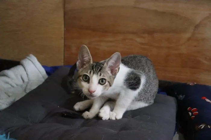 Gato raça SRD-ViraLata idade Abaixo de 2 meses nome Ronron