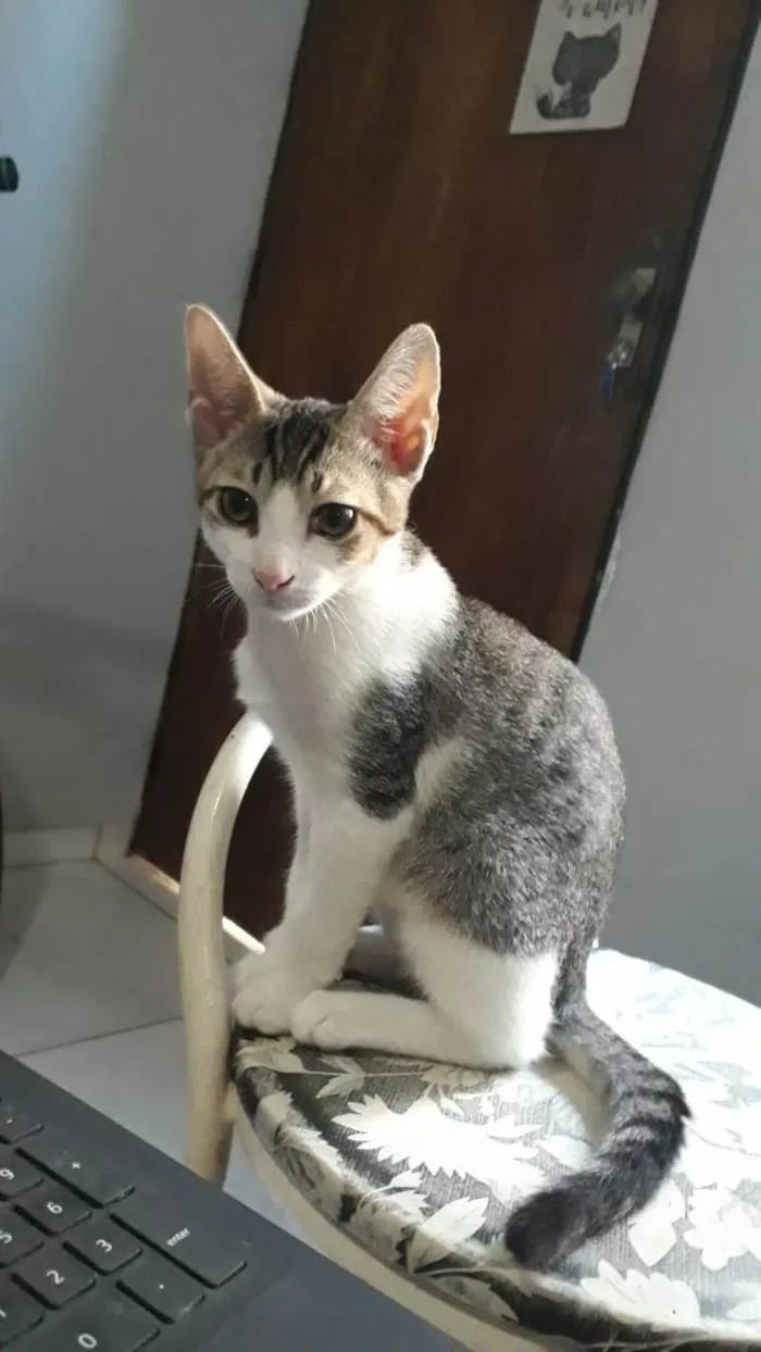 Gato raça SRD-ViraLata idade Abaixo de 2 meses nome Ronron