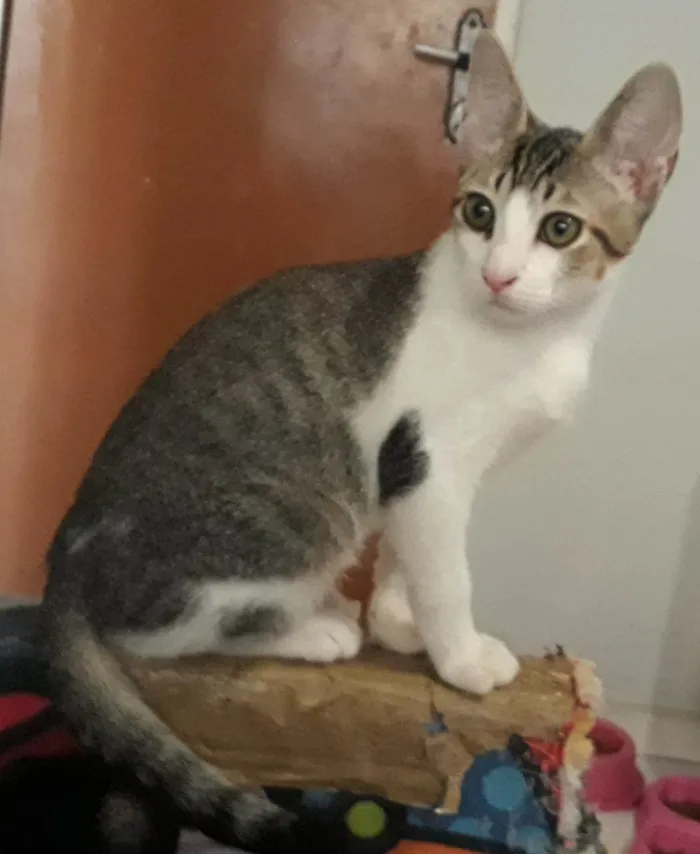 Gato raça SRD-ViraLata idade Abaixo de 2 meses nome Ronron