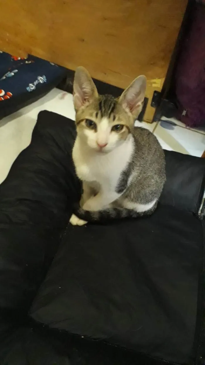 Gato raça SRD-ViraLata idade Abaixo de 2 meses nome Ronron