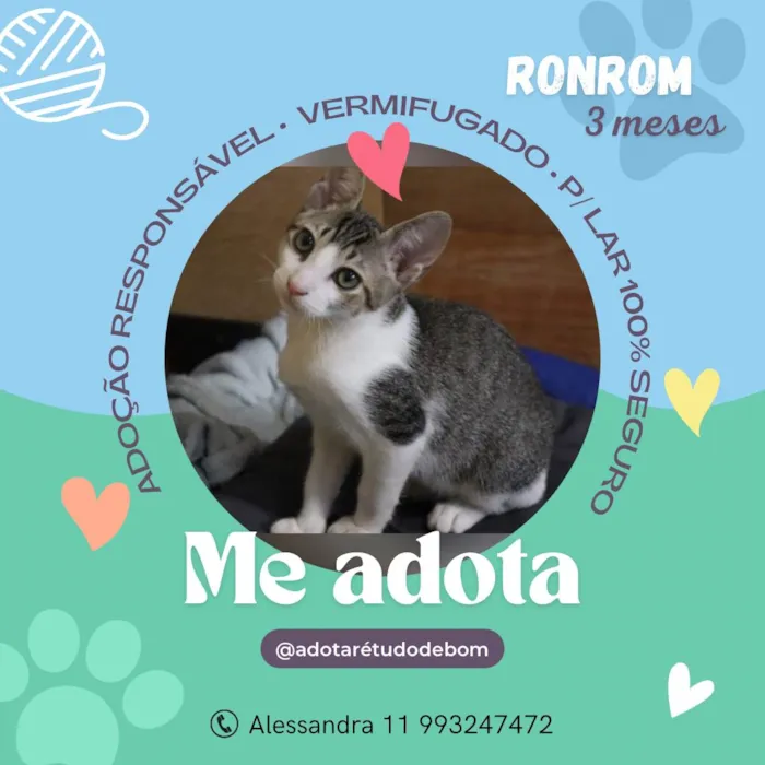 Gato raça SRD-ViraLata idade Abaixo de 2 meses nome Ronron