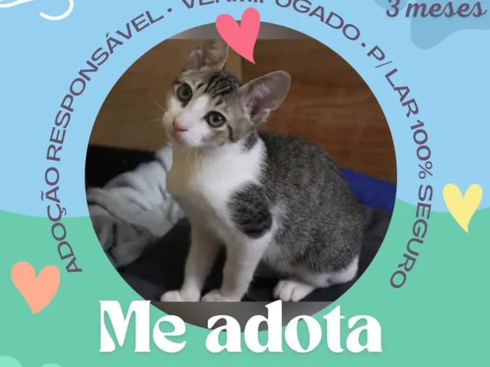Gato raça SRD-ViraLata idade Abaixo de 2 meses nome Ronron